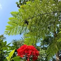 Botanical Garden Tour